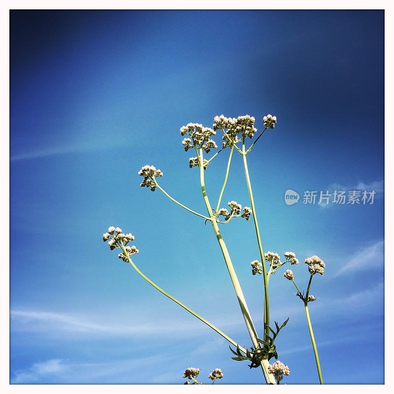 缬草(Valeriana officinalis, caprifolaceae)是一种多年生开花植物，原产于欧洲和亚洲。